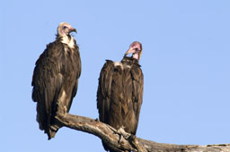 Lappet-faced Vultures